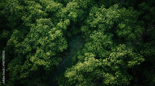 Aerial view of a mangrove forest with a river in the Riau Islands, Indonesia. top-down perspective, high resolution, high definition, high quality, high detail, high contrast, high color, professional photo