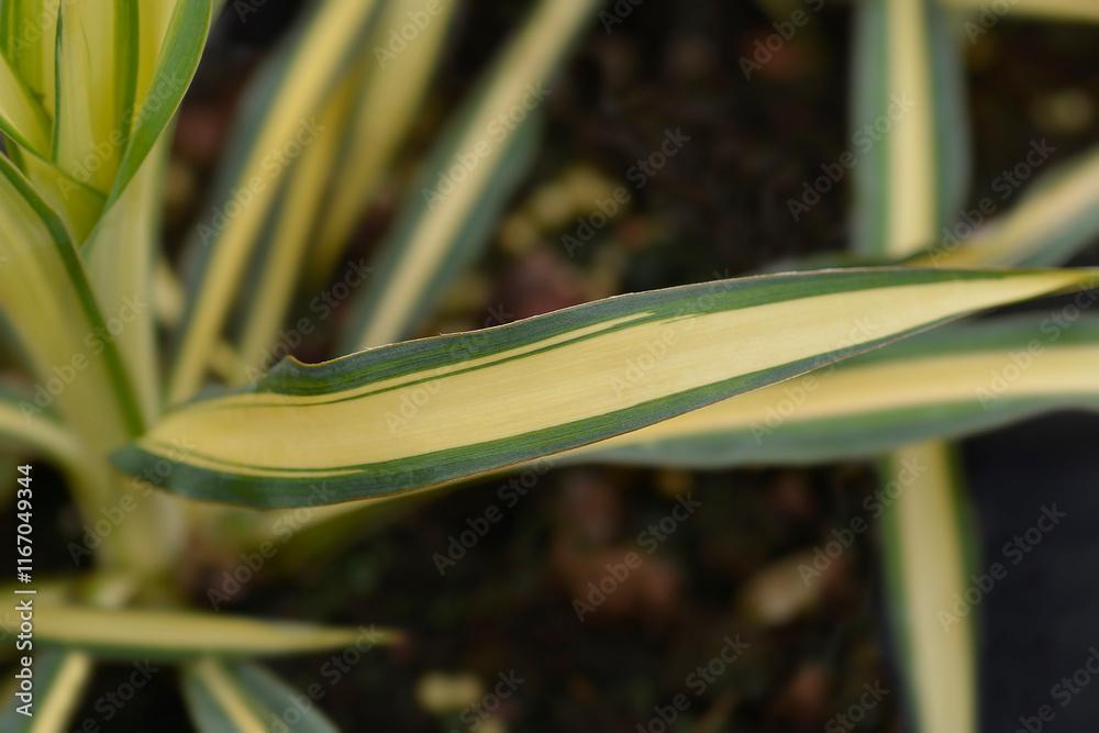 Obraz premium Variegated needle palm Color Guard leaves