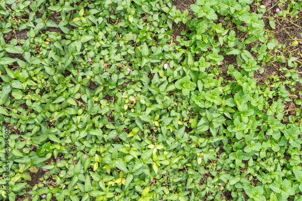 Lush Green Plants Herbs Mint Groundcover Foliage Nature Texture Lush Green Plants Herbs Mint Groundcover Foliage Nature Texture