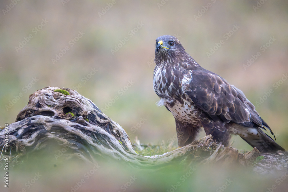 Fototapeta premium Fauna selvatica Capanno Nisida Poiana