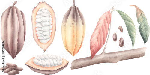Watercolor vector cocoa beans.
