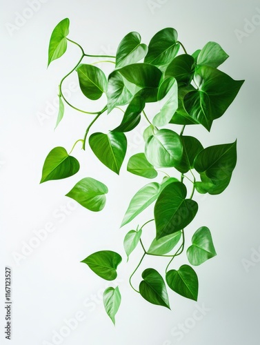 Green leaves of an indoor plant on the right side, white background, copy space concept, minimal style.