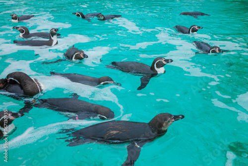 Penguins swimming in a pool at the London Zoo, United Kingdom photo