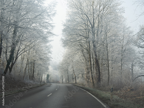 Frosted Trees Lining A Winding Winter Road: A Quiet Journey Through A Misty White Wonderland. Germany