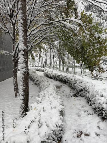 snow forest photo