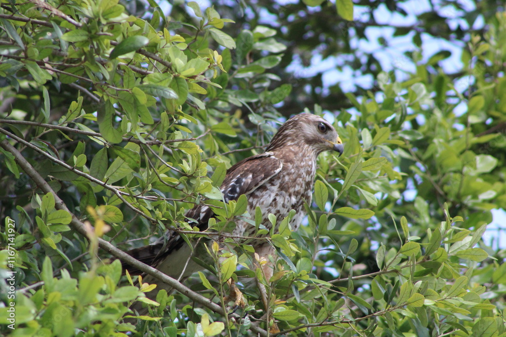 custom made wallpaper toronto digitalred tailed hawk on the hunt