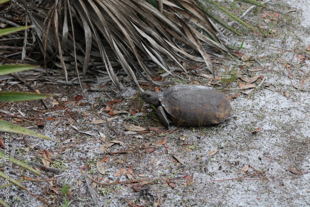 Obraz premium Florida tortoise 2