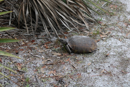 Florida tortoise 2 photo