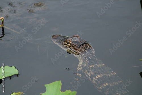 Alligator in the water