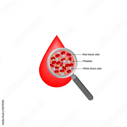 Blood Composition. Platelets, red blood (erythrocytes) and white blood cells (leukocytes). Medical test tube, Glassware or flask. Vector educational illustration.
