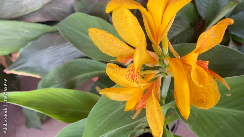 Canna lily (Canna hybrida Rodigas) yellow flower in the garden close up,4K video