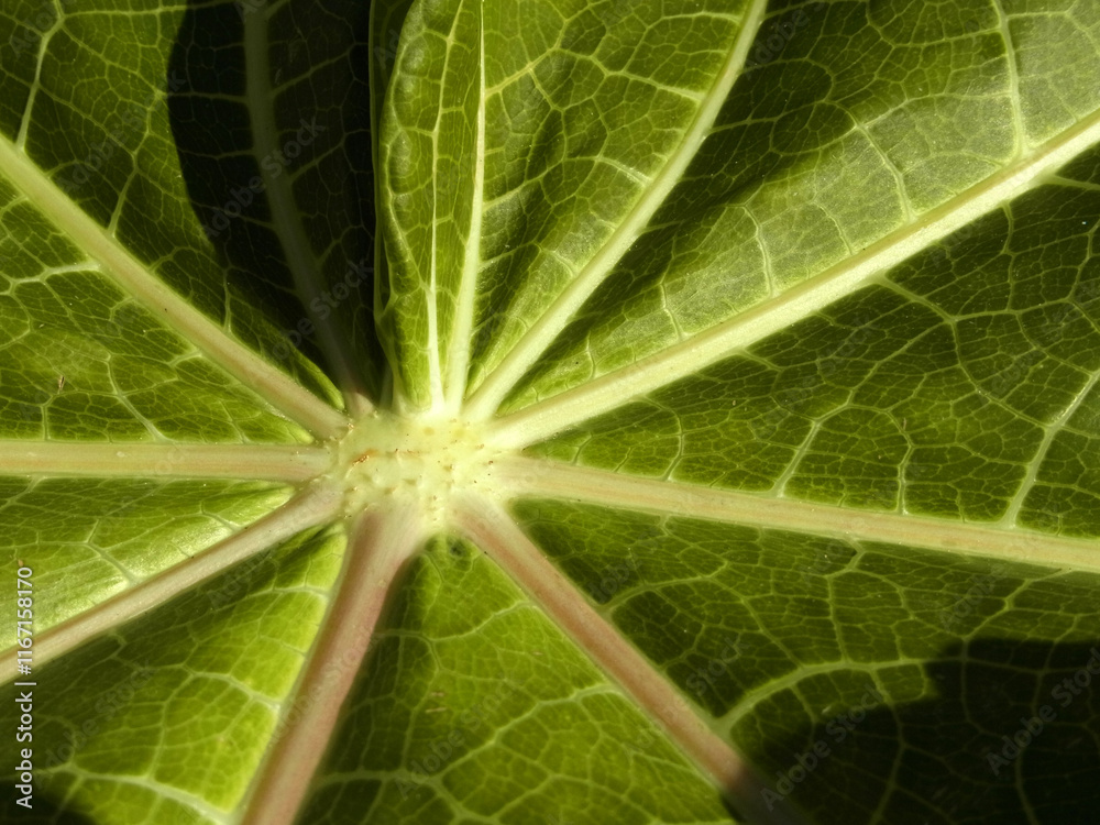 Natura Natura