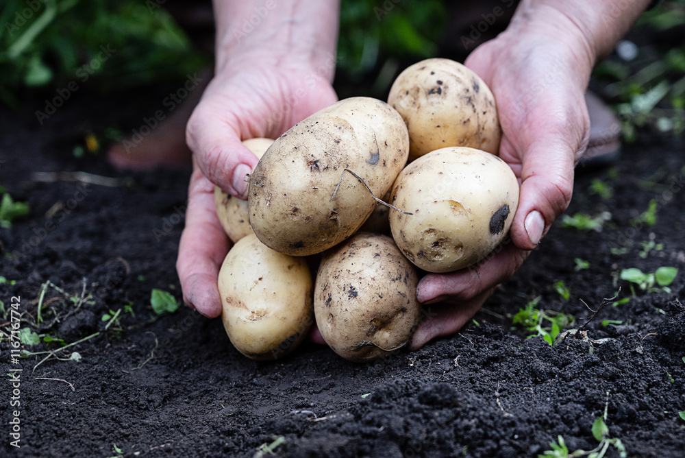 Hands holding freshly harvested potatoes in a garden setting, showcasing the bounty of the earth during the growing season Hands holding freshly harvested potatoes in a garden setting, showcasing the bounty of the earth during the growing season