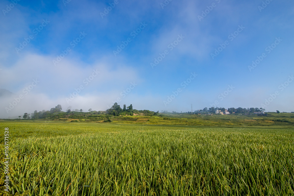 Paddy farmland in Nepal