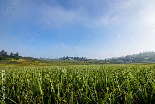 Paddy farmland in Nepal photo