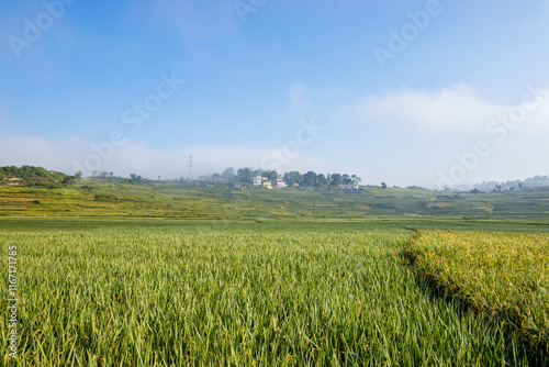 Paddy farmland in Nepal photo