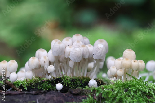 Coprinellus disseminatus, also called Coprinus disseminatus, commonly known as fairy inkcap or trooping crumble cap, wild mushroom from Finland photo