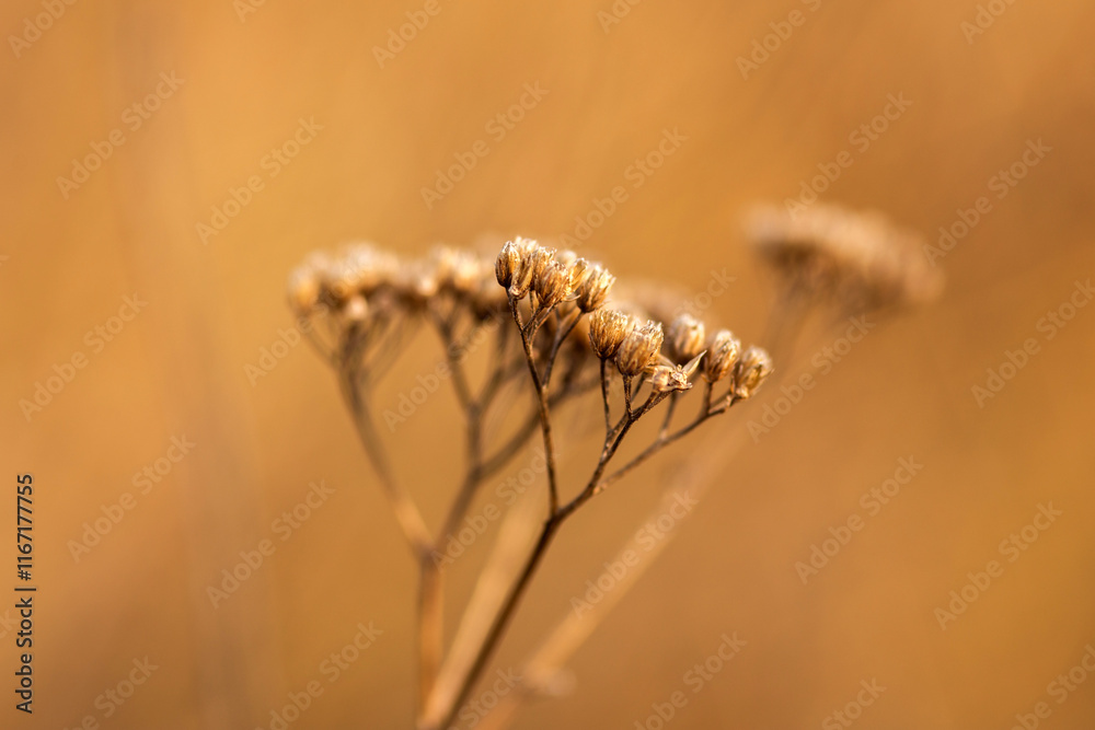 beautiful botanical shot, natural wallpaper beautiful botanical shot, natural wallpaper