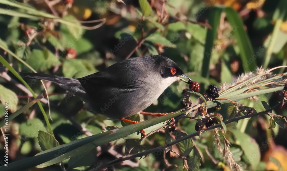 Fototapeta premium Sardinian Warbler on branch, Curruca melanocephala, birds of Montenegro 