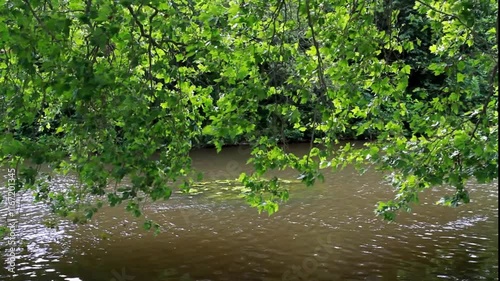 Video, Flowing river with branches with leaves waving in the foreground.
