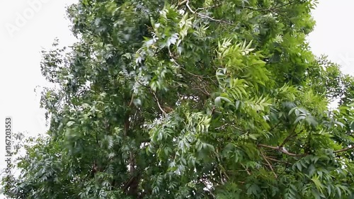Video of a tree being blown in a breeze.