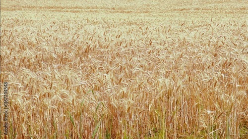 Video, Ripe field of Hordeum vulgare or Barley ears forming a background graphic resource.