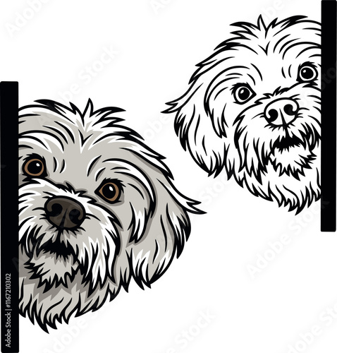 Maltese puppy dog vector