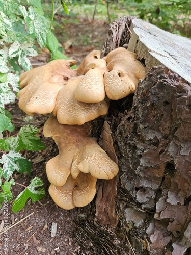 Mushroom Tree 2 photo