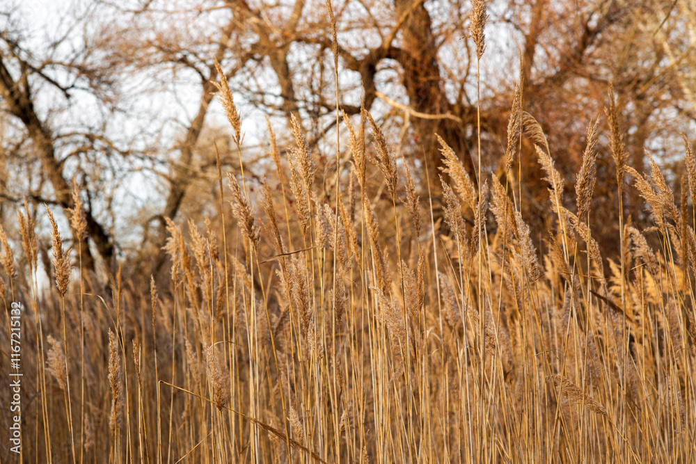 Fototapeta premium field of wheat