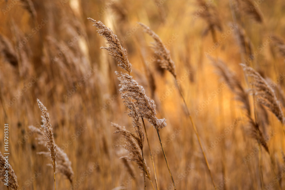 Fototapeta premium field of wheat
