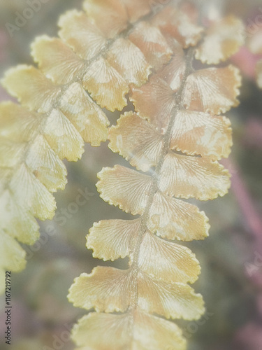 frost on leaves photo