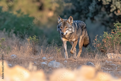 Generative AI image of a iberian wolf of Spain (European wolf) with hazel eyes looking at camera in nature