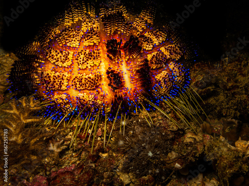 Beautiful radiant Fire Urchin or Astropyga radiata, the red urchin, false fire urchin or blue-spotted urchin, are all in the family Diadematidae photo