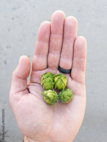 Hand holding beer hops