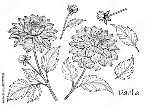 Vector illustration of dahlia flowers and leaves