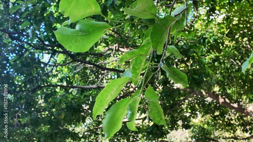 Leaves moving, the movement of leaves from the gentle natural breeze