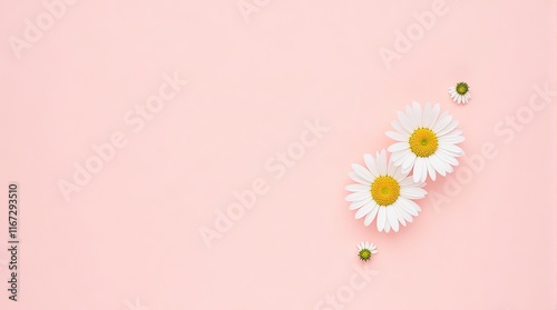 Daisies On Pink Background