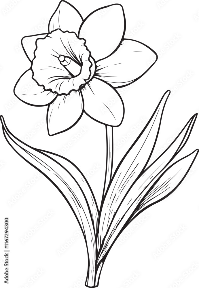 Fototapeta premium Graceful Daffodil Line Art