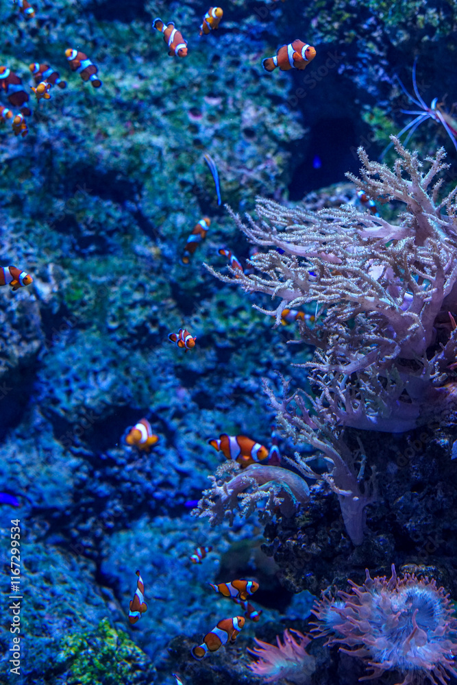 Singapore, Asia, underwater view of a coral Singapore, Asia, underwater view of a coral