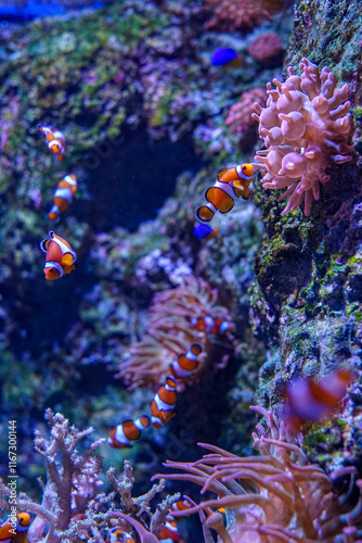 Singapore, Asia, a group of colorful flowers photo