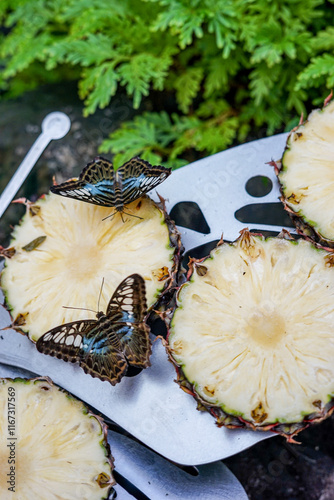 Singapore, Asia, butterfly sitting on a pineapple