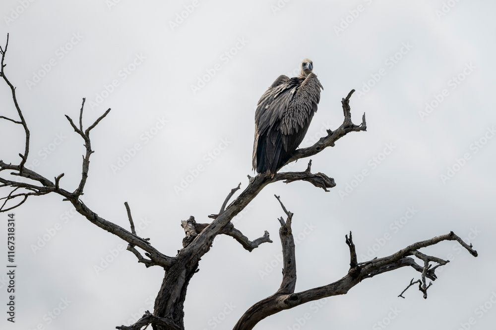African Cape vulture perched on top of tree in Hluhluwe Imfolozi National Park, South Africa on 13 December 2024 African Cape vulture perched on top of tree in Hluhluwe Imfolozi National Park, South Africa on 13 December 2024