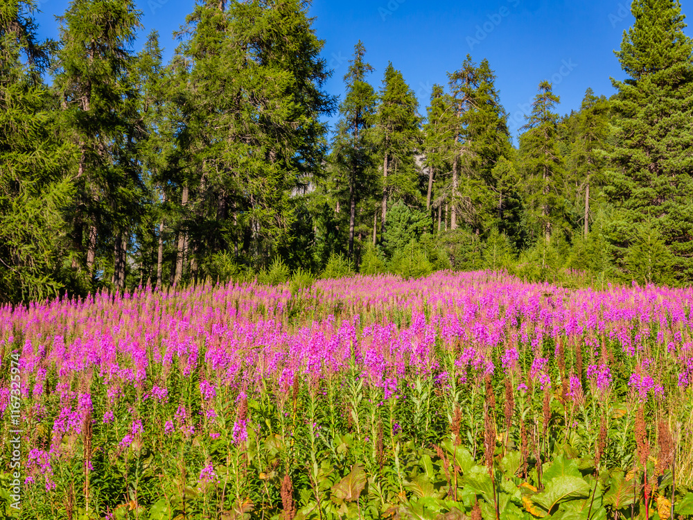 The beautiful flowers found in Engadine-Switzerland