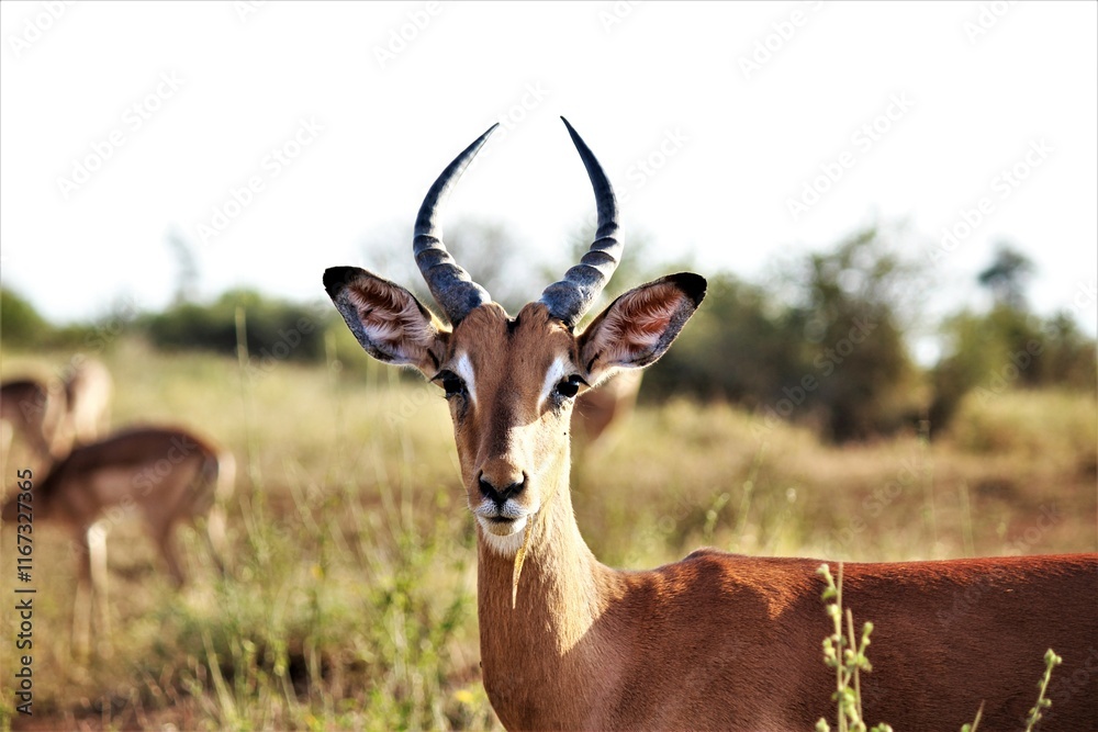 Fototapeta premium a young impala male with small horns
