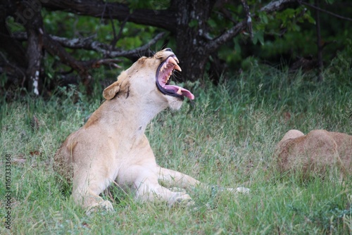 lioness roaring and bearing her teeth photo