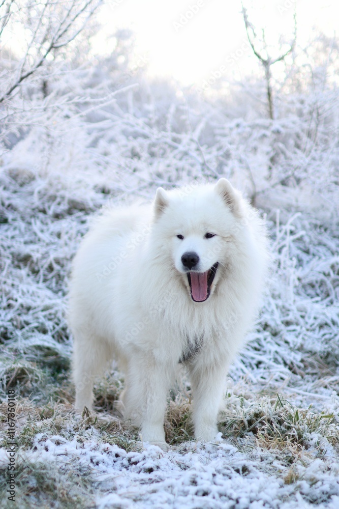 a purebred adult Samoyed standing in the middle of a snowy landscape a purebred adult Samoyed standing in the middle of a snowy landscape