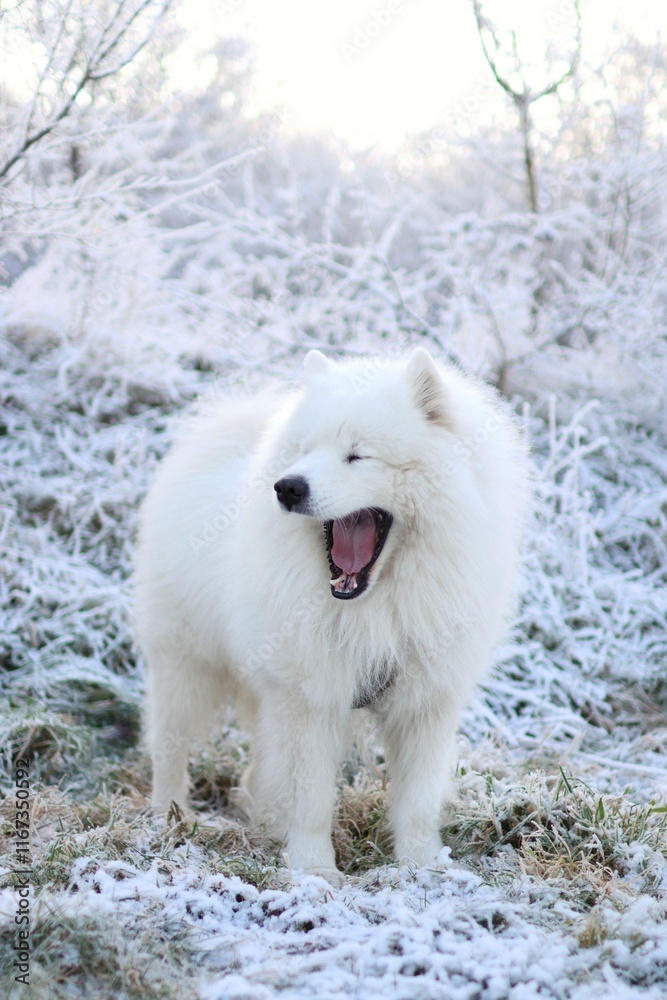 a purebred adult Samoyed standing in the middle of a snowy landscape a purebred adult Samoyed standing in the middle of a snowy landscape