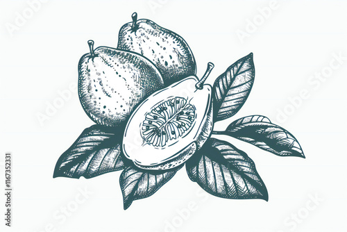 Hand-Drawn Watercolor Illustration of Green Grapefruit with Leaves and Branch, Fresh Citrus Fruit and Botanical Art
