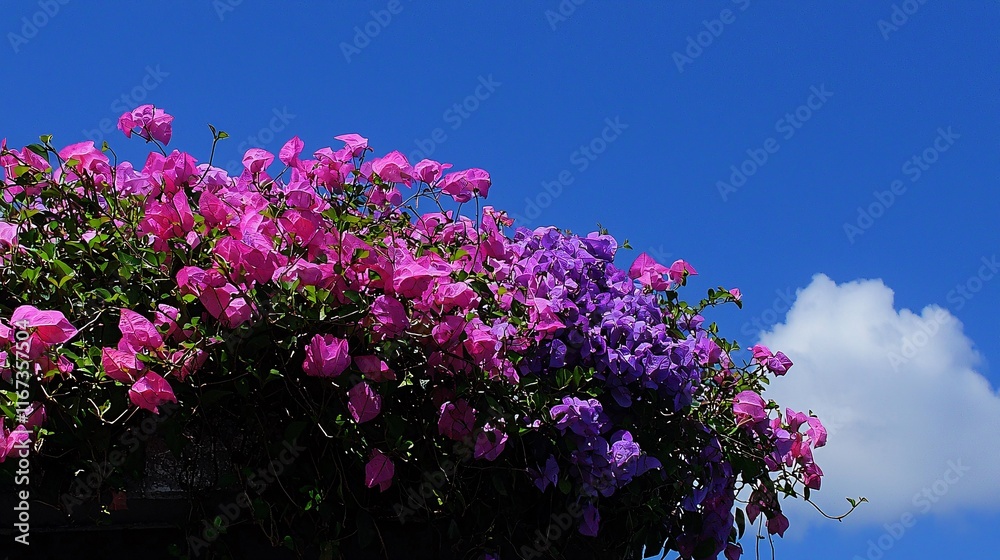 vibrant bougainvillea plant in full bloom hanging from a balcony, with cascading pink and purple flowers against a sunny blue sky. Bougainvillea vibrant bougainvillea plant in full bloom hanging from a balcony, with cascading pink and purple flowers against a sunny blue sky. Bougainvillea