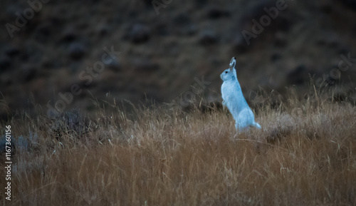Jack Rabbit standing lookout